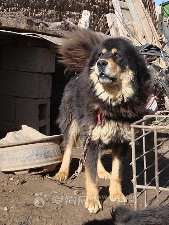 外国人都知什么是藏獒,都不养串子.