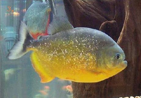 加入河畔 扫一扫,用微信登录 x 汕头哪里有卖 食人鲳 又名水虎鱼