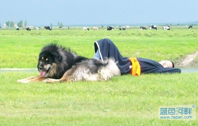 视频: 蒙古利亚高原的草地牧羊犬--真实的蒙古獒