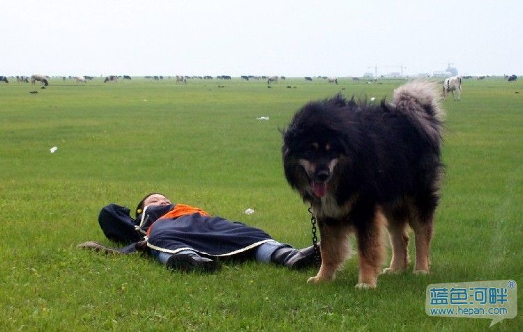 : 蒙古利亚高原的草地牧羊犬--的蒙古獒