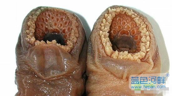 你几乎没有见过的奇怪的生物