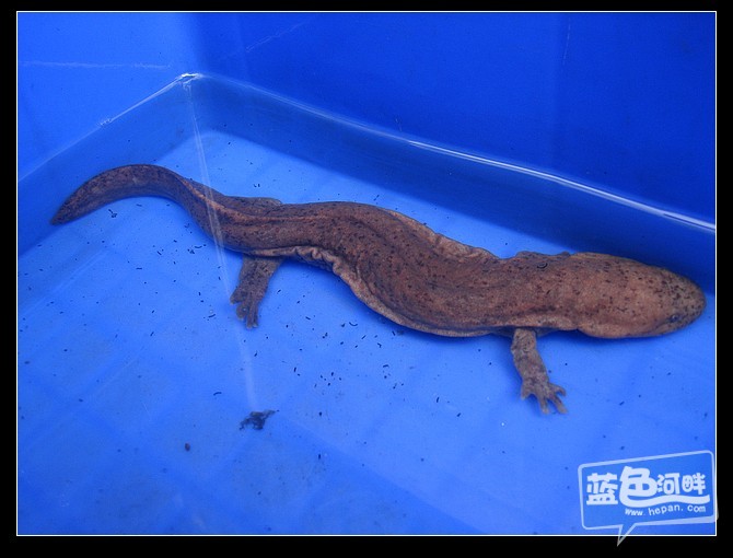 响应号召 一天到晚玩爬虫_宠物情缘_蓝色河畔