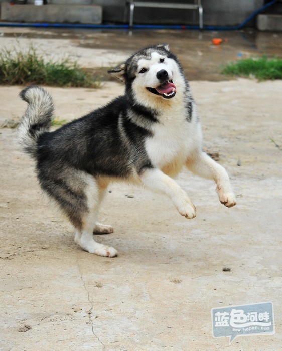 出售纯种国际标准赛级阿拉斯加幼犬公一只.短毛标准