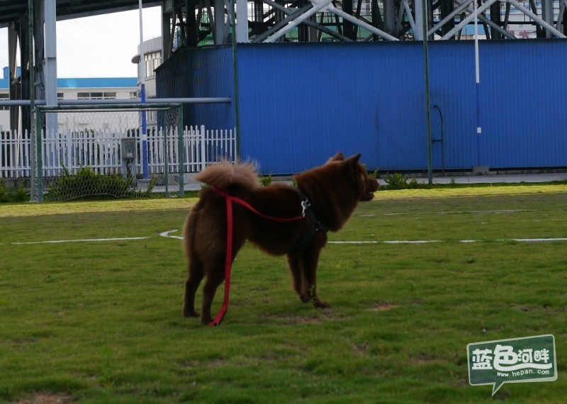 中华田园犬_宠物情缘_蓝色河畔