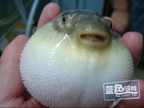 潮汕人平时食的