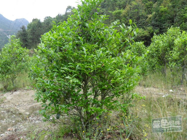 [食話食說] 潮州鳳凰山高香春茶--鴨屎香