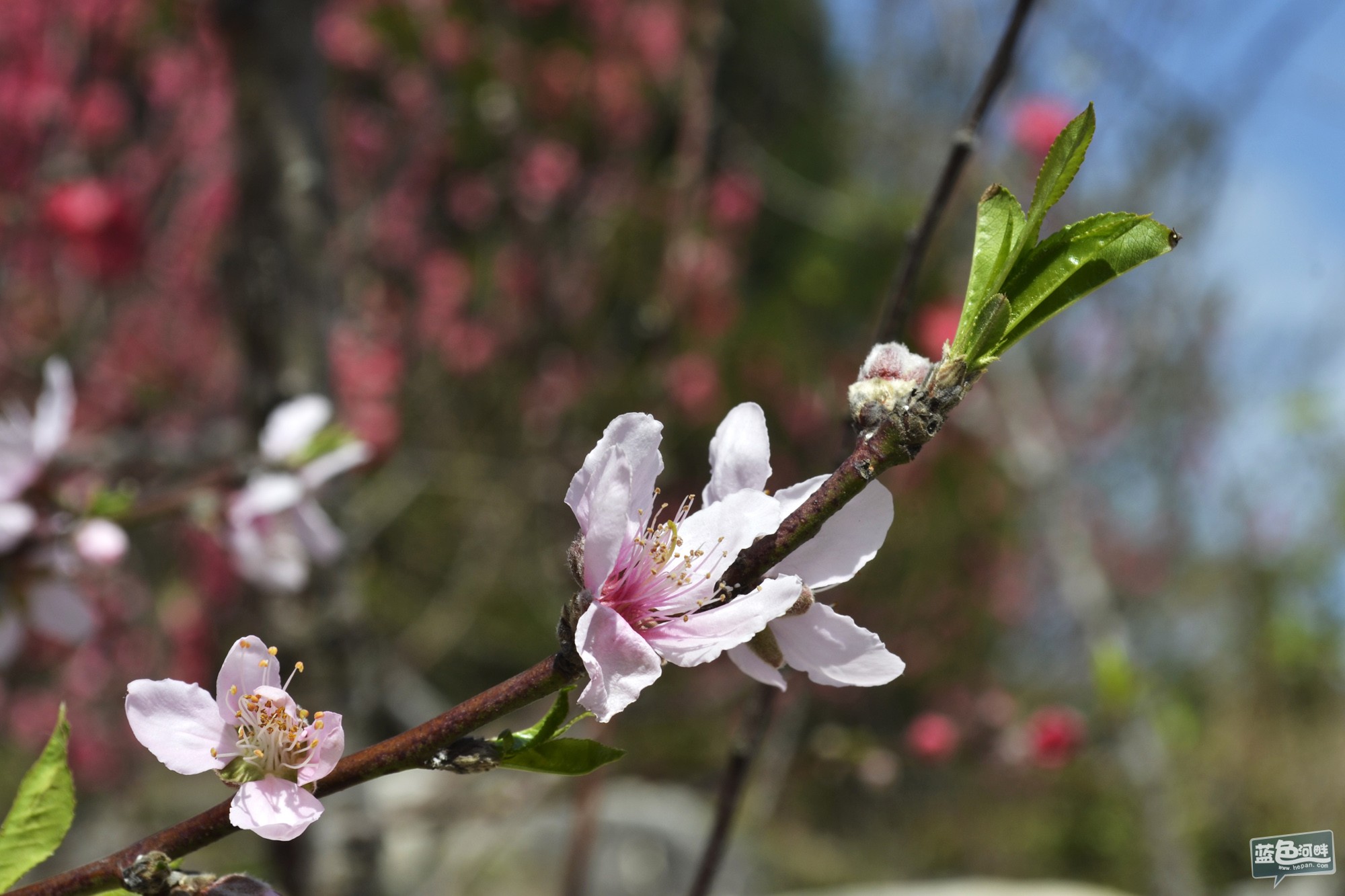 又見桃花開