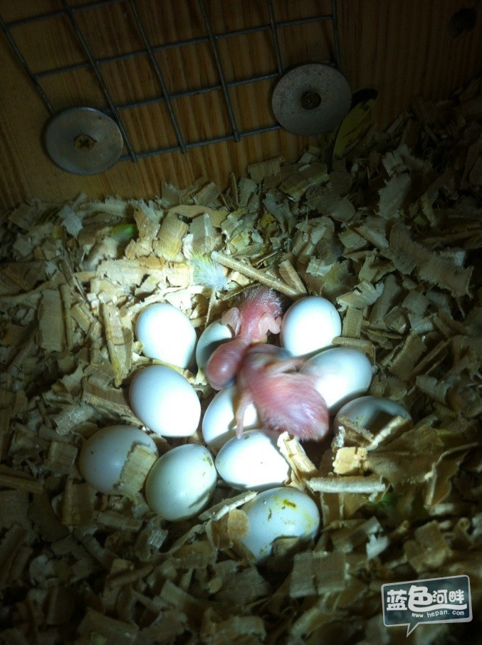 家里的虎皮鹦鹉生蛋了,现在还孵出小鸟来了,快过来看看