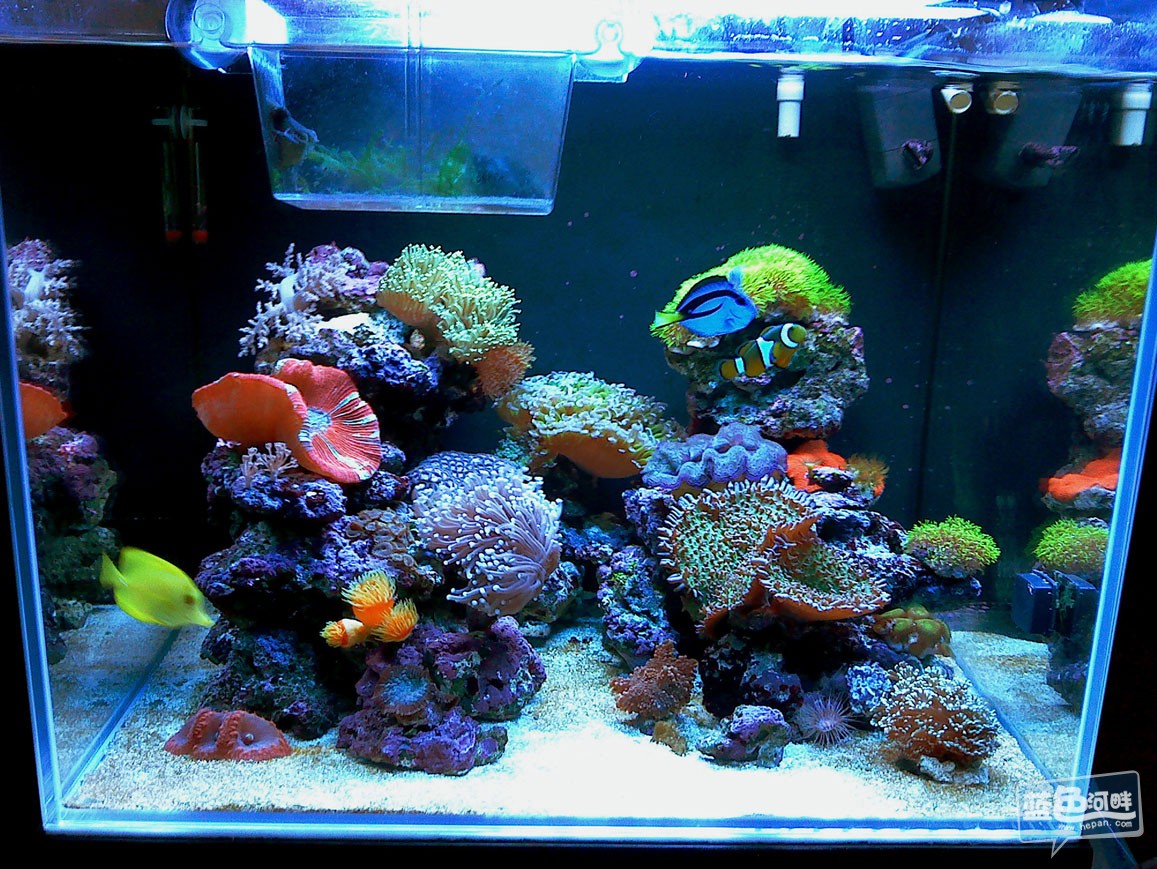 现实版海底世界~~~水族箱~~海鱼~~珊瑚~~珊瑚海工作室~~地