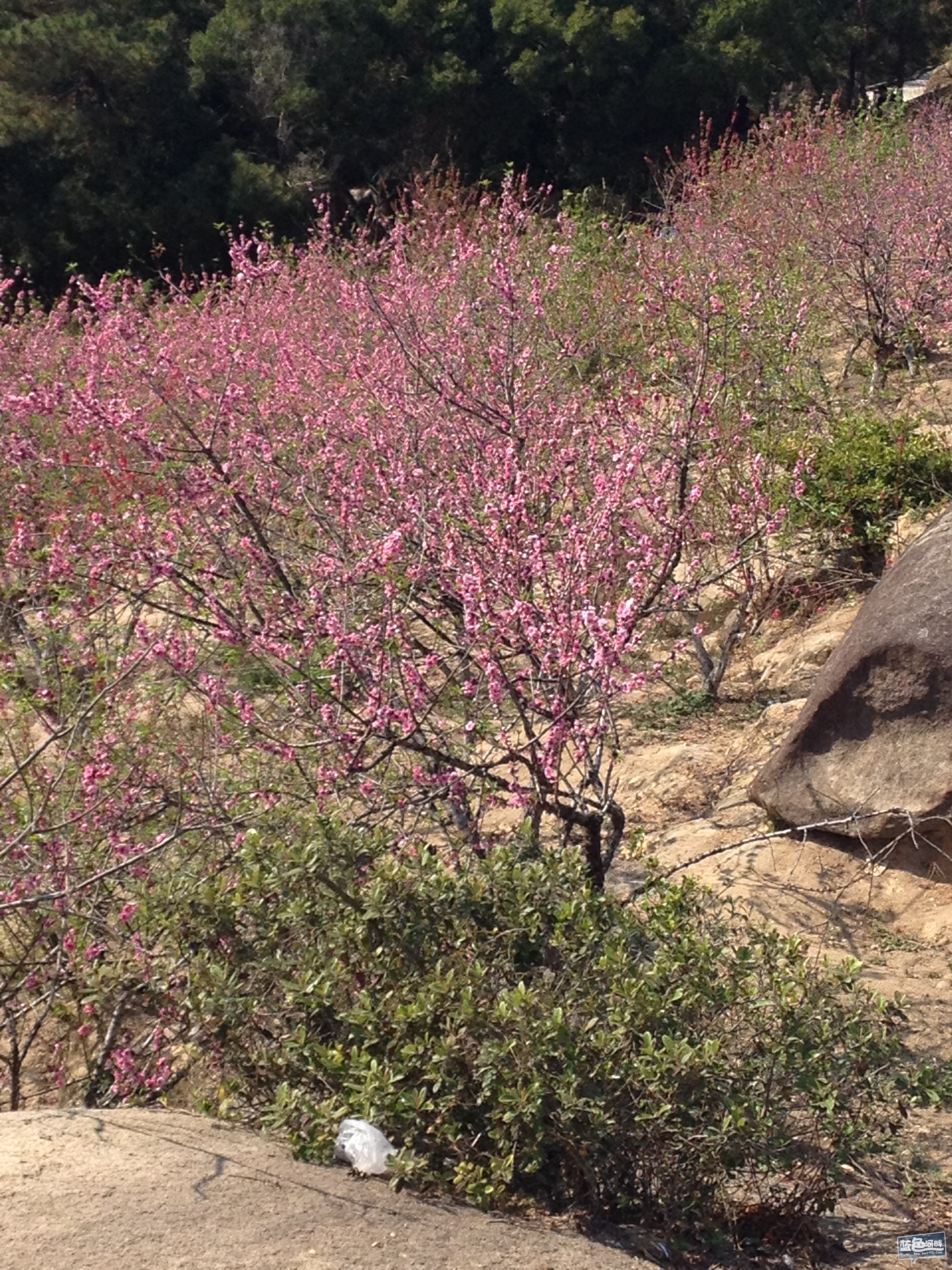 巨峰寺桃花节2021图片