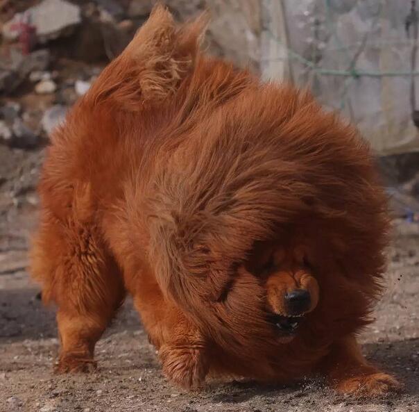 東方神犬- 藏獒 藏獒(tibetan mastiff),又名藏狗,蕃狗,羌狗,古稱